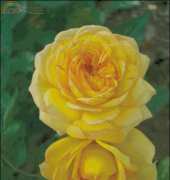 Golden Kite GK S1440 Yellow Roses