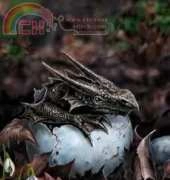 HAED ANS 1232 Hatchling by Ann Stokes