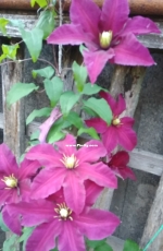 Clematis "Niobe" very  nice!