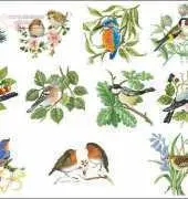 Bird Collection  xsd