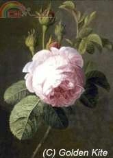Golden Kite GK 1496 - Rose