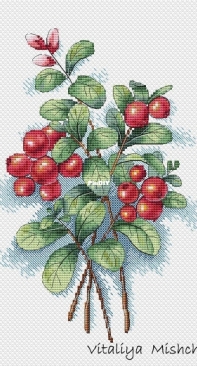 Cranberries by Vitaliya Mishchuk