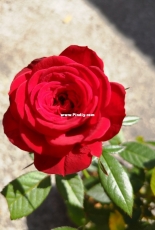 Birthday Mini Rose