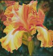 HAEMAB-284 Iris Of Gold