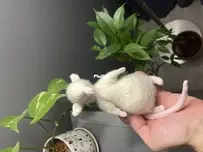 Rat