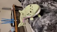 Rainbow trout