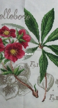 Hellebore by Veronique Enginger