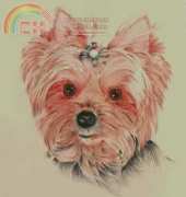 HAED JOL 19435 Yorkie Jo Lynch