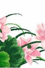 lotus flower