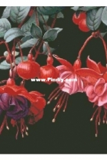 Haukun H-037 - Fuchsia
