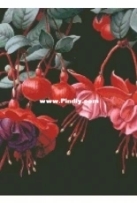 Haukun H-037 - Fuchsia