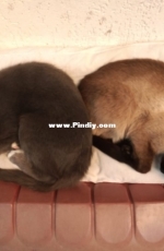 Ziva and Abby
