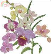 The Lilac Studio #57 Orchids