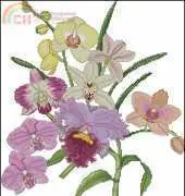 The Lilac Studio #57 Orchids