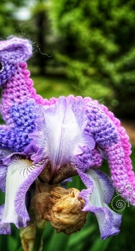 Crafty Intentions - Megan Lapp - Baby Luck Dragon