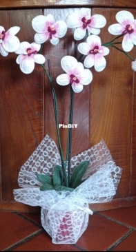 Orchid