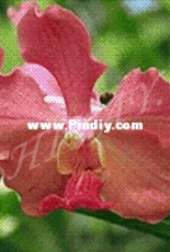 Vishivay.ru - Pink Orchid - Free