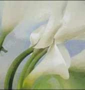 I love cross stitch ILCS-HW-005-Calla Lilies Ⅱ