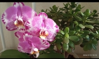 Blooming my Dtps. OX King x Fullers Purple Queen
