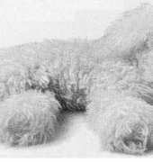 Julia_kh- Dog- Russian
