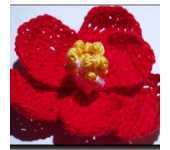 Meli Bondre - Camelia Shanahan - Camellia Japonica Flower - Free