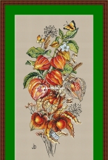 Physalis by Jeanne Dick