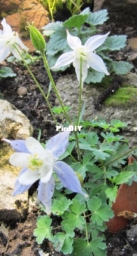 Aquilegia