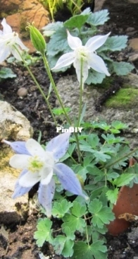 Aquilegia