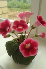 Gloxinia