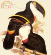 Golden Kite GK 696 Toucans