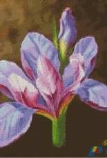 Gerdamoon B011 - Lilac Iris on a Brown Background - Free