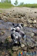 Hostessy - Evgenia Sorokina - Raccoons - Russian