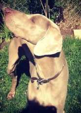 My sweet doggie