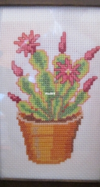 Cactus flower