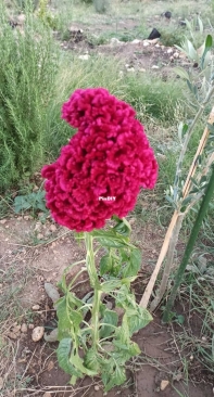 Celosia plumose