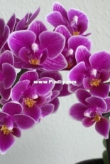 Orchids are my second hobby: Phal. Zuma Pixie Kultana