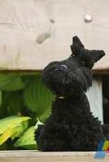 Jessica Pilhede - Scottish Terrier - Spanish