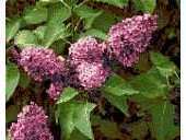 Kreuzstich Kreativ - Lilac