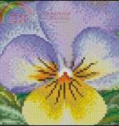 Thea Gouverneur TG 461 Pansy XSD