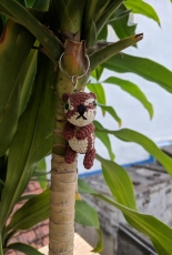 Small squirrel
