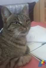My cat