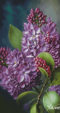 Chimera - Lilac Branch XSD