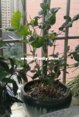 Windowsill 2