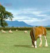 Laura Stitch ANI 029 - Horse