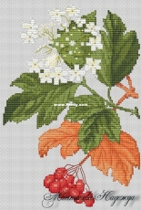 Design Studio - Viburnum by Nadezhda Mashtakova / Маштакова Надежда
