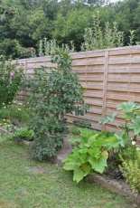 My vegetable garden.