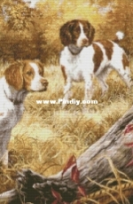 Chimera  Pheasant Hunting XSD