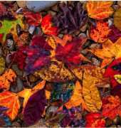 HAED HAELTH 2107 Leaves of October by Lewis T. Johnson