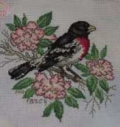 bird