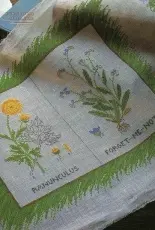 Forget-me-not